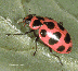 ladybug.gif (4223 bytes)