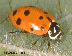 ladybug1.gif (3814 bytes)